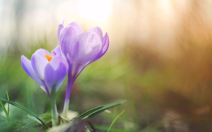Vårblommor
