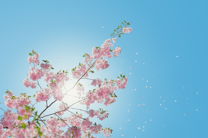 Sommarblommor